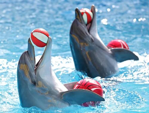 Dolphin Show in Hurghada