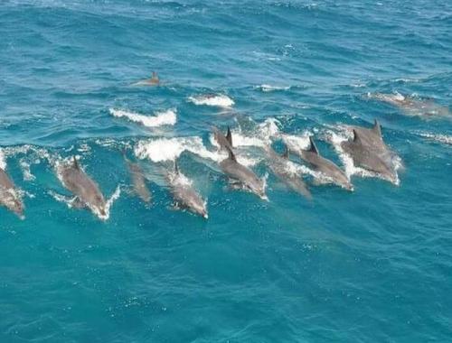 Excursion to Dolphin House Hurghada