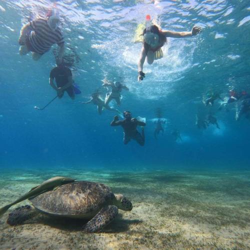 Snorkeling à Abu Dabbab Marsa Alam Hurghada