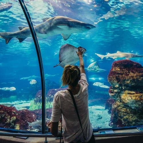 Grand Aquarium hurghada