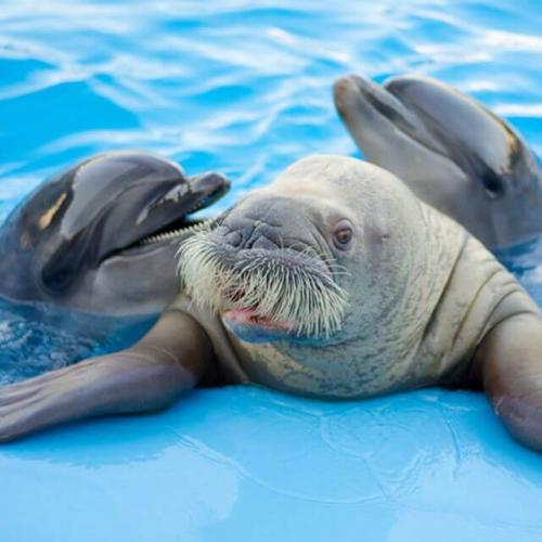 Dolphin Show in Hurghada