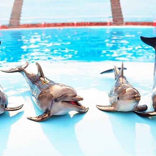 Dolphin Show in Hurghada