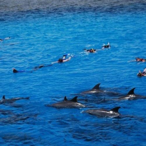 Excursion to Dolphin House Hurghada