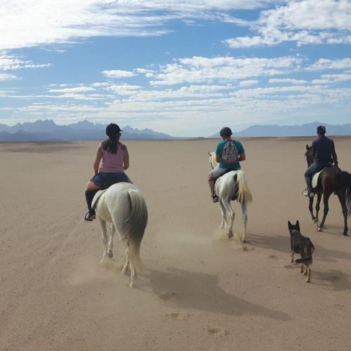 Horse riding with dinner and show hurghada