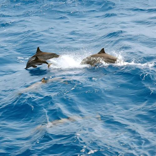 Private Speed Boat hurghada